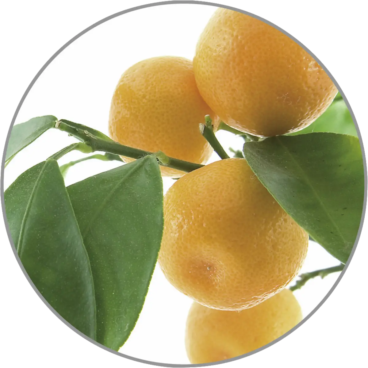 Aroma Orange 10ml